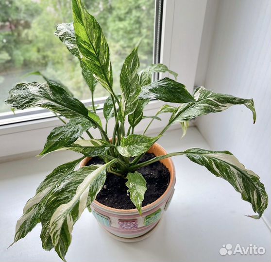 Спатифиллум Домино Пестролистный