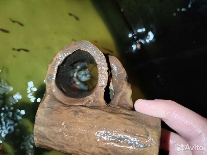 Животные, рыбки, аквариумы