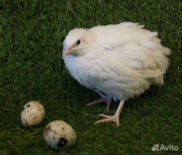 Техасский перепел