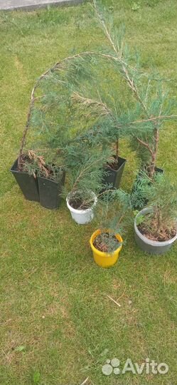 Можжевельник