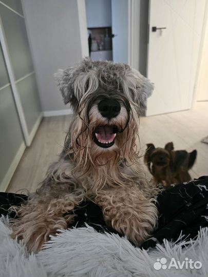 Передержка животных