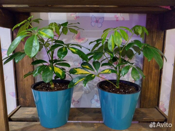 Шефлера Шеффлера сингониум флекси пинк