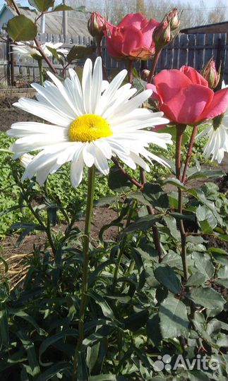 Садовые и комнатные цветы