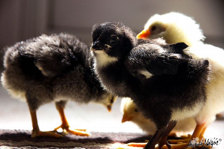 Цыплята породистые помесь воз 3 мес