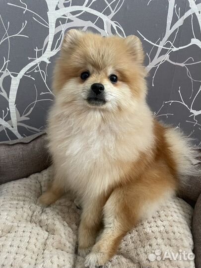 Померанский шпиц вязка кобель