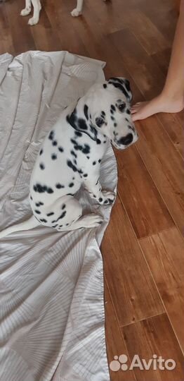 Далматинец щенок