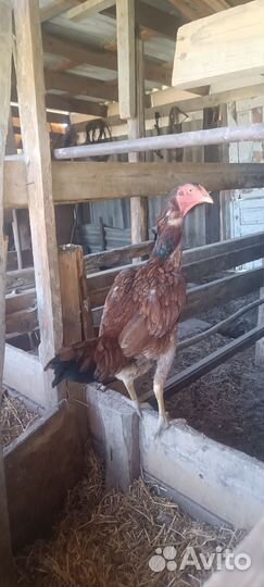 Бойцовые куры