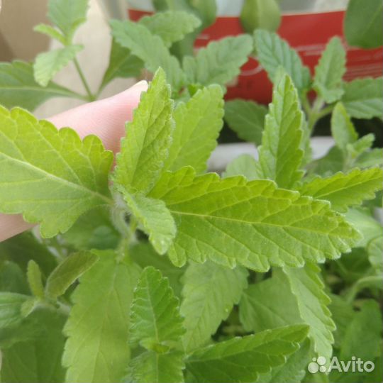 Рассада цветов