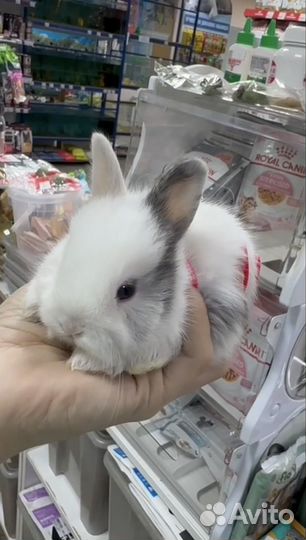 Декоративные кролики