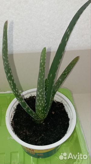 Алоэ вера растение