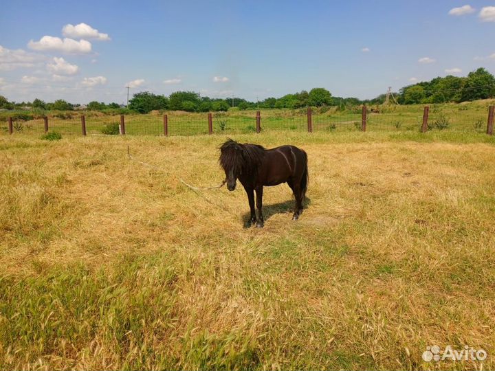 Пони жеребец