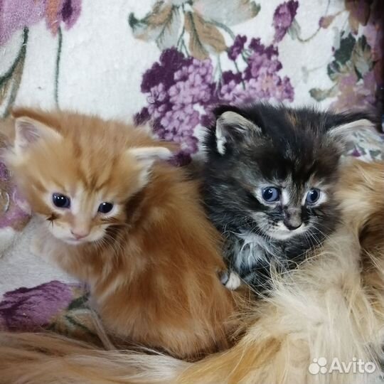 Котята мейн-кун