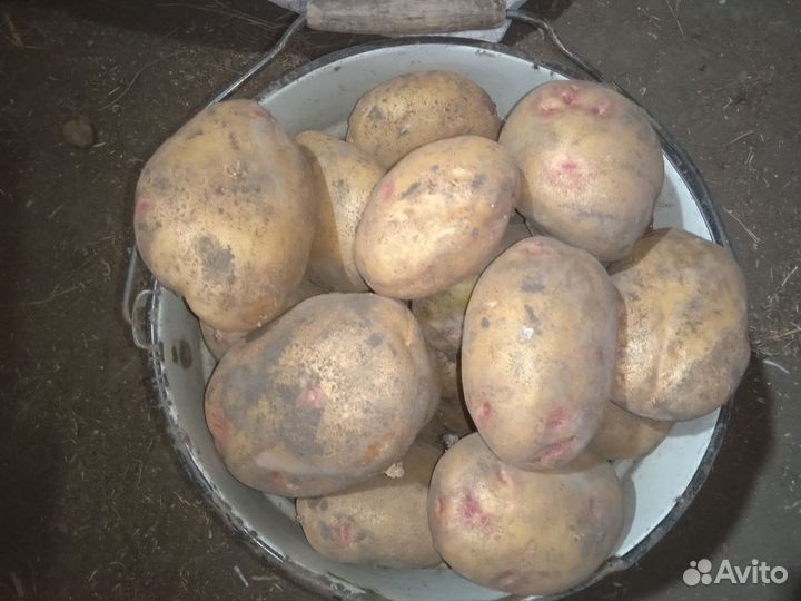 Продажа картофеля