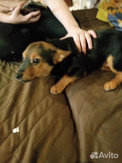 Двор терьер