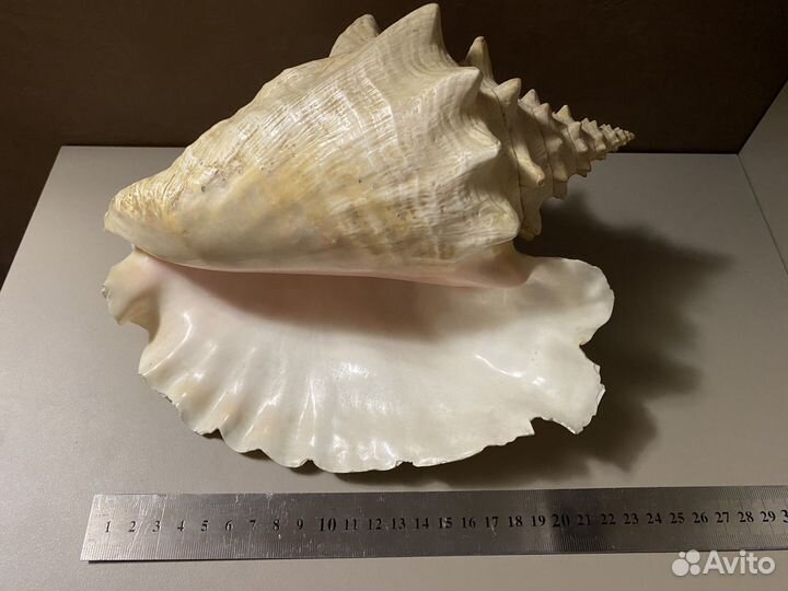 Ракушка морская