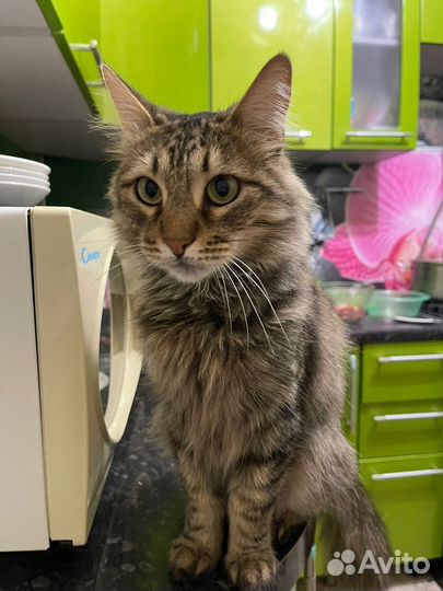 Котик ищет дом