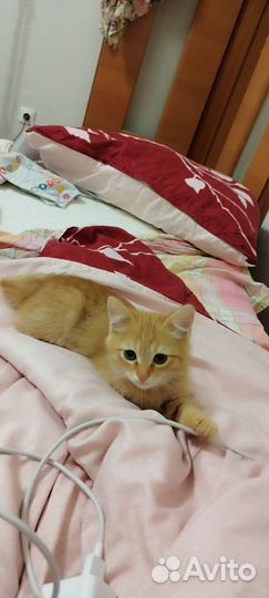 Котята 3 девочки, 1 мальчик