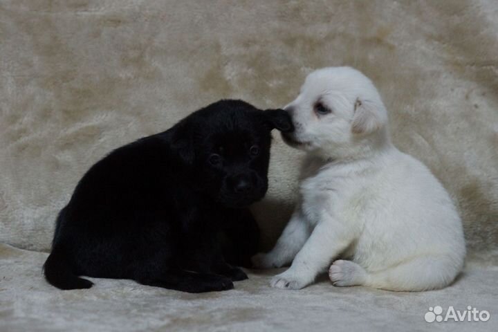 Щенки лабрадора