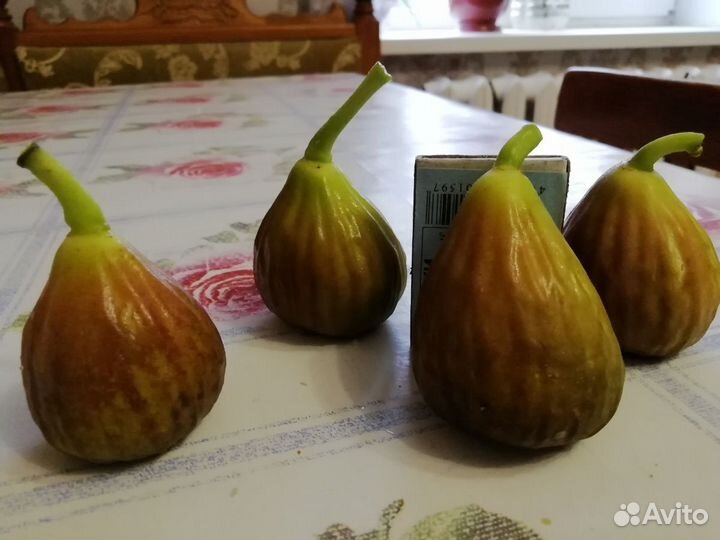 Саженцы инжира