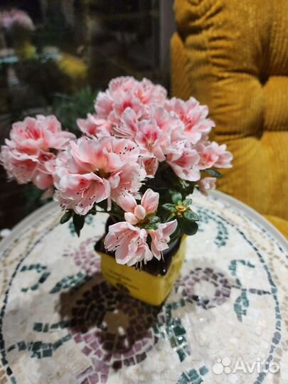 Азалии пышные для дома и террасы