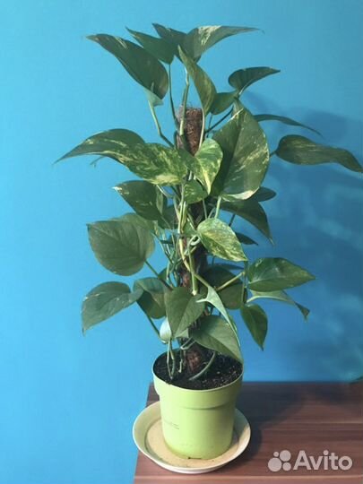 Сансевиерия Лауренти компакта и др. (изм от 26.07)