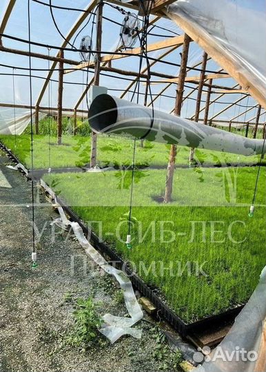 Предзаказ Лиственница Сибирская зкс сеянцы