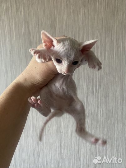 Котята сфинкс