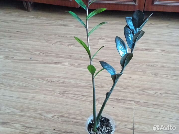 Очень Чёрный Ворон