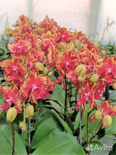 Орхидея фаленопсис PF-917