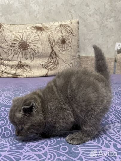 Шотландские котята