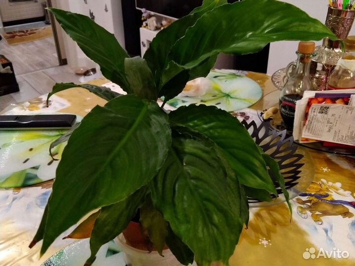 Цветок Спатифиллум,комнатные цветы