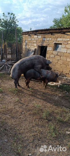 Хряк на племя