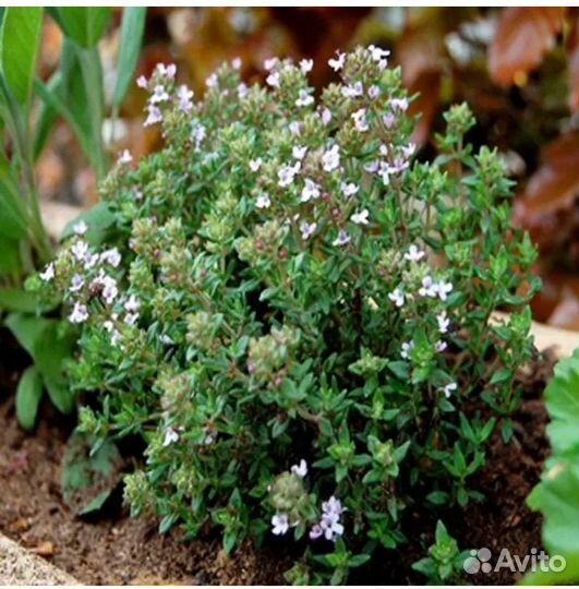 Тимьян Фастини