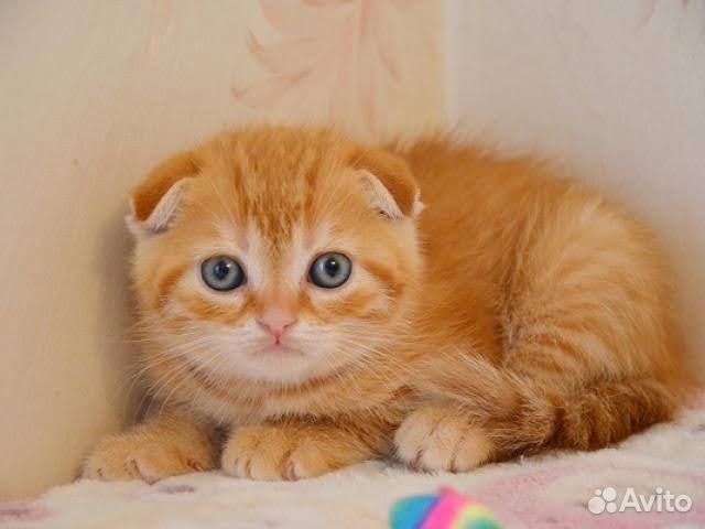 Шотландские котята