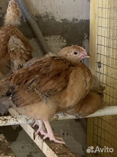 Молодые петухи