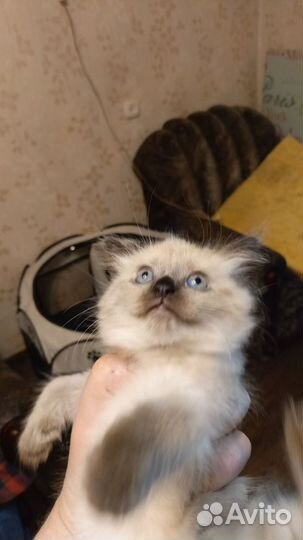 Тайские котята