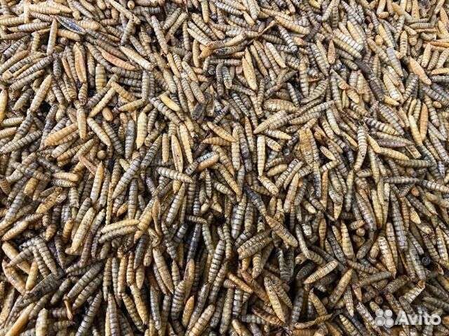 Личинки черной львинки сушёные 1 кг