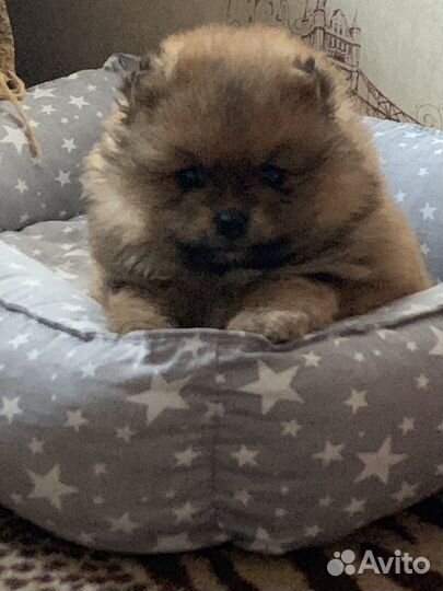 Померанский шпиц