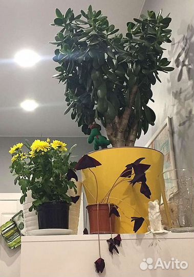 Большое Денежное дерево с горшком