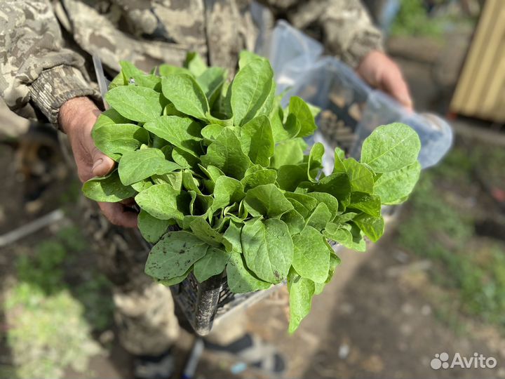 Рассада помидор огурцов перцев баклажан капусты