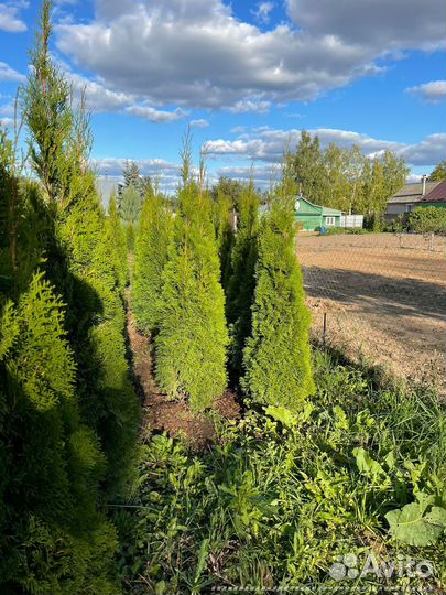 Туя Смарагд extra