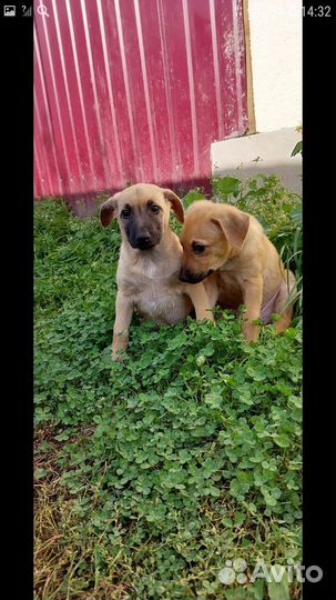 Щенули в добрые ручки