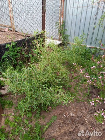 Ива козья пендула