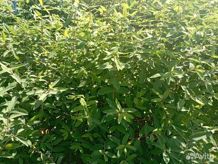 Саженцы жимолости