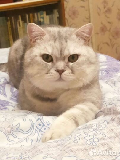 Вязка котов шотландских