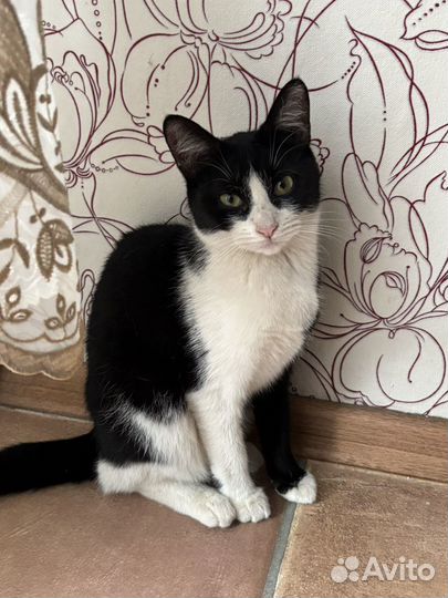 Отдам кошку в добрые руки