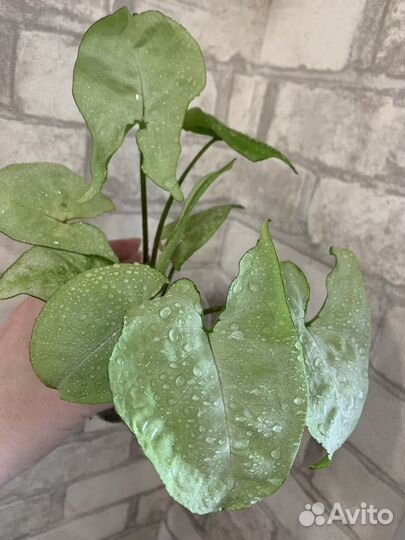 Сингониумы