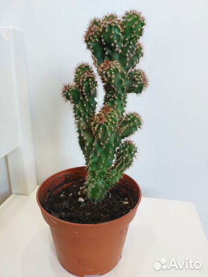 Разные комнатные цветы