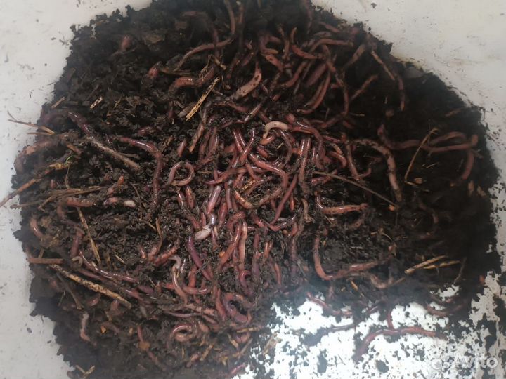 Черви Калифорнийские для биогумуса и рыбалки