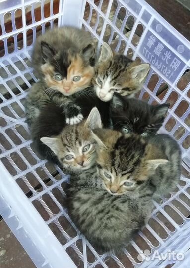 Котята